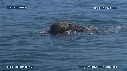 BALEINE FRANCHE