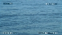 BALEINE FRANCHE