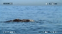 BALEINE FRANCHE