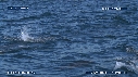 OTARIES