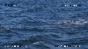 OTARIES