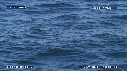 OTARIES