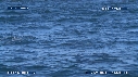 OTARIES