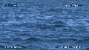 OTARIES