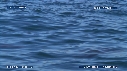 OTARIES