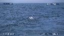 REQUIN BLANC, LEURRE