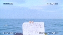 REQUIN BLANC, LEURRE