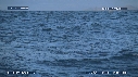 REQUIN BLANC, LEURRE