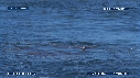 REQUIN BLANC, OTARIE