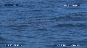 REQUIN BLANC, OTARIE