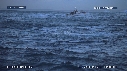 REQUIN BLANC, OTARIE