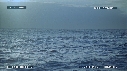 REQUIN BLANC, OTARIE