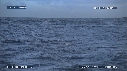 REQUIN BLANC, LEURRE