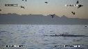OISEAUX