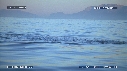 REQUIN BLANC, OTARIE