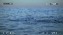 REQUIN BLANC, OTARIE