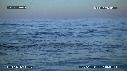 REQUIN BLANC, OTARIE