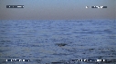 REQUIN BLANC, LEURRE