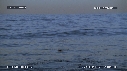 REQUIN BLANC, LEURRE