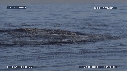 REQUIN BLANC, OTARIE
