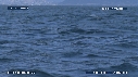 OTARIES