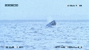 BALEINE FRANCHE
