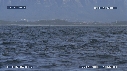 BALEINE FRANCHE