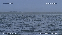 BALEINE FRANCHE
