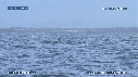BALEINE FRANCHE