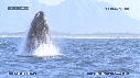 BALEINE FRANCHE