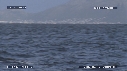 BALEINE FRANCHE