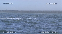 BALEINE FRANCHE