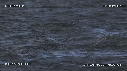 REQUIN BLANC