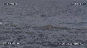 BALEINE FRANCHE