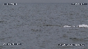 BALEINE FRANCHE