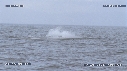 BALEINE FRANCHE