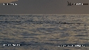 REQUIN BLANC, OTARIE, OISEAUX