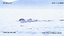 OTARIE