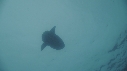MOLA MOLA