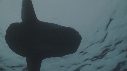 MOLA MOLA
