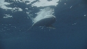 MOLA MOLA, OTARIE