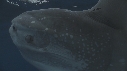 MOLA MOLA