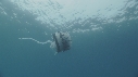 MEDUSE