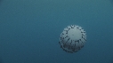 MEDUSE