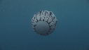 MEDUSE