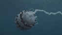MEDUSE
