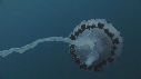 MEDUSE