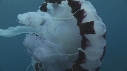 MEDUSE