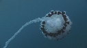 MEDUSE
