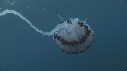 MEDUSE